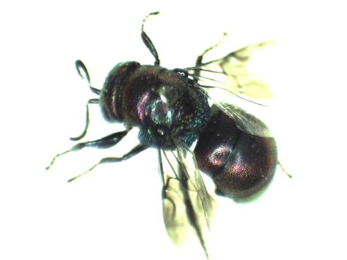 Réf. 296 430 : Holopyga fervida